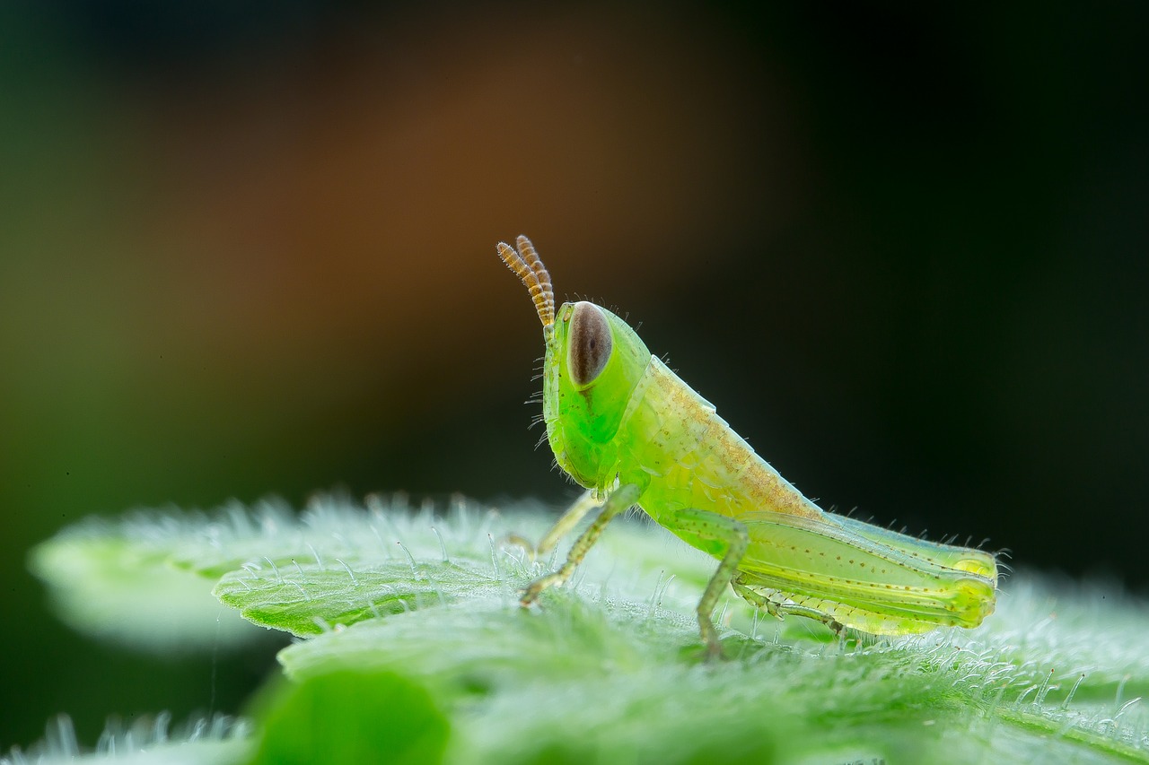 insects  macro  green free photo