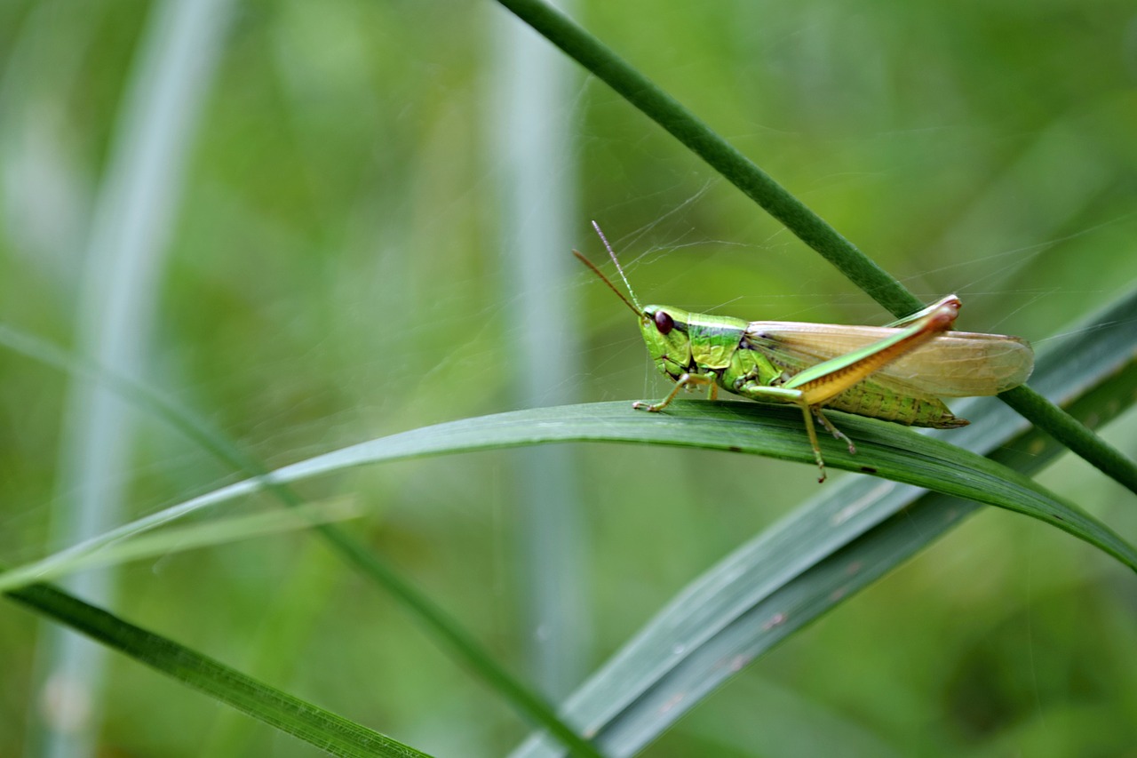 insects  nature  grass free photo