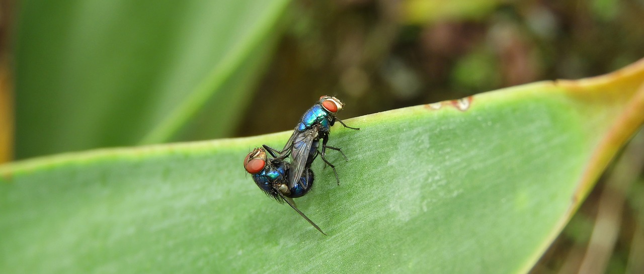insects  flies  colombia free photo