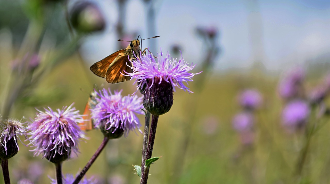 insects  butterfly  flower free photo