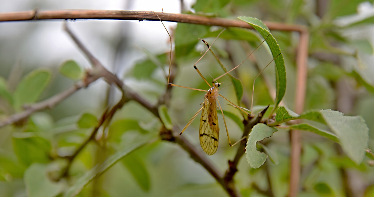 insects  meadow  grass free photo