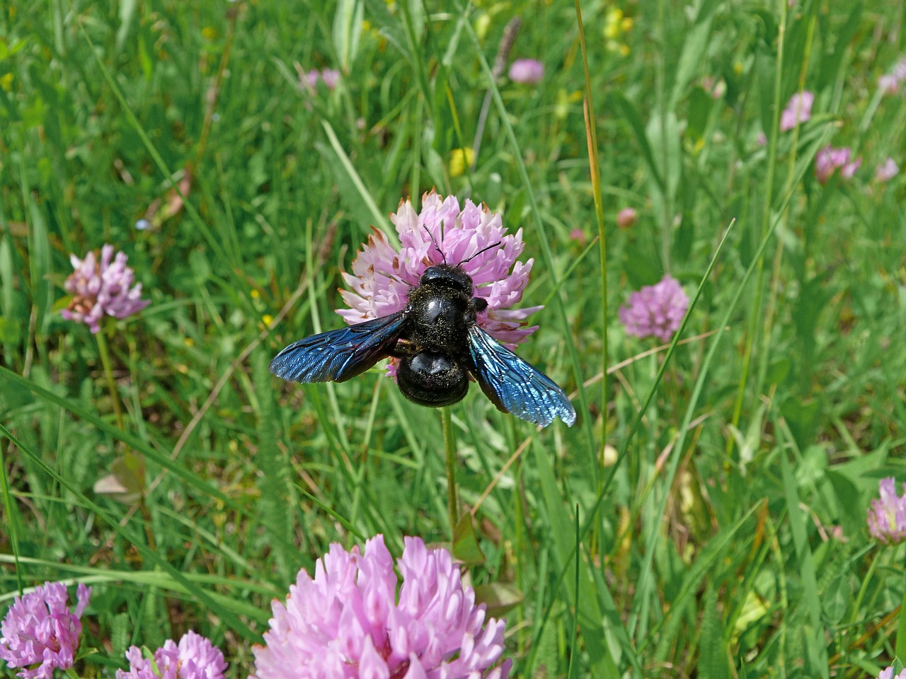 insects carpenter bee macro free photo