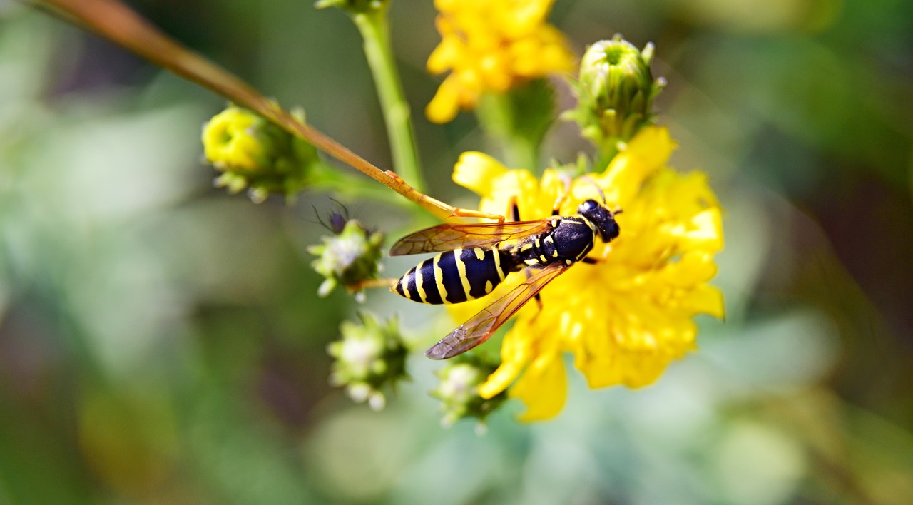 insects  summer  nature free photo