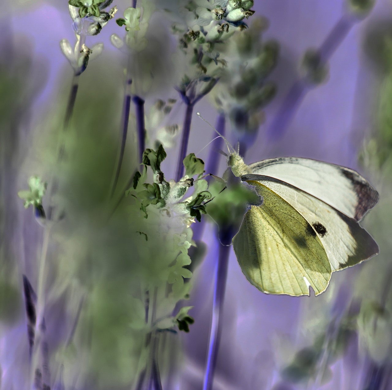 insects  butterfly  nature free photo