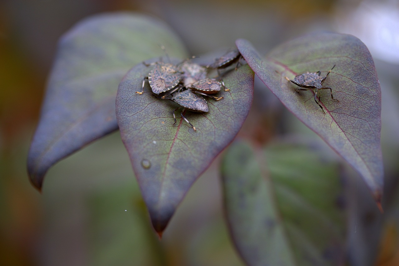 insects  leaves  multiplication free photo