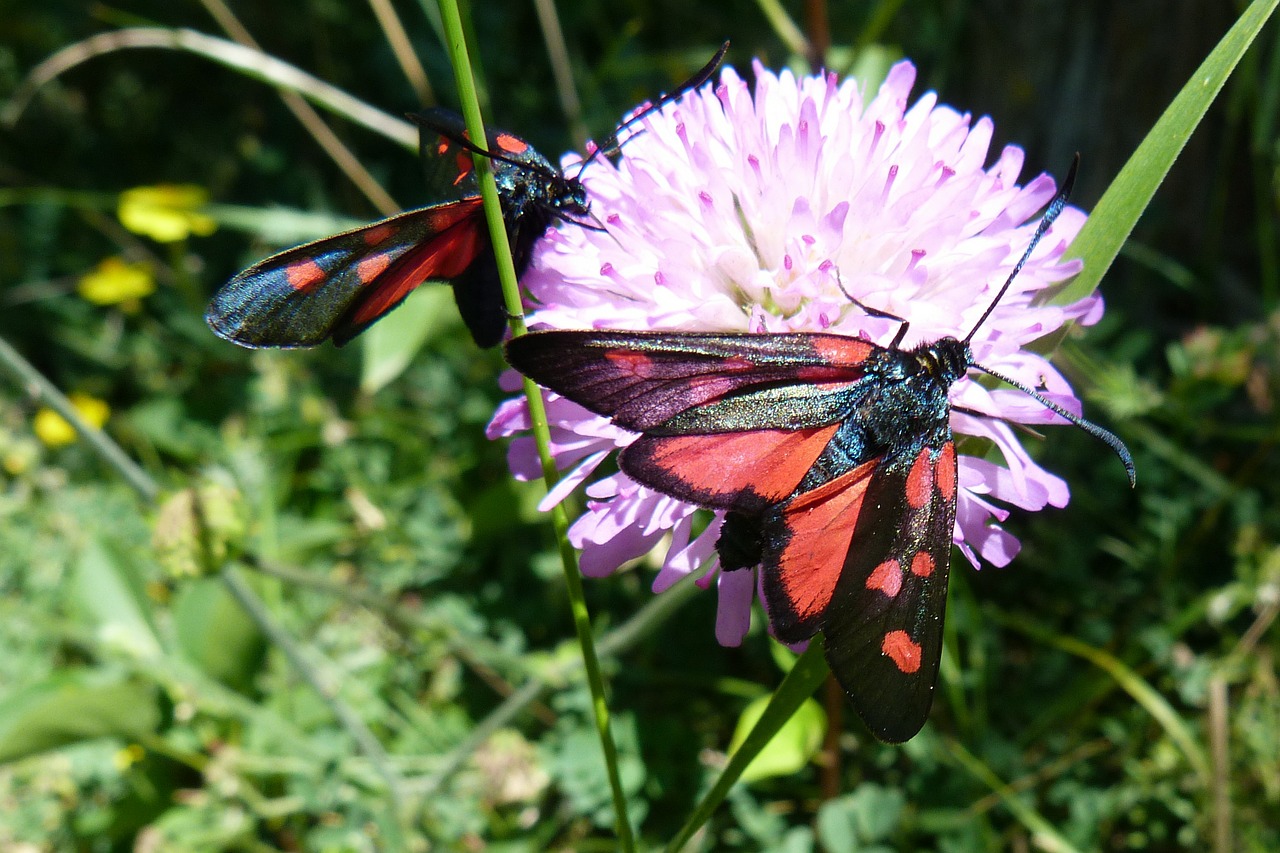 insects zygaena purpuralis butterflies free photo