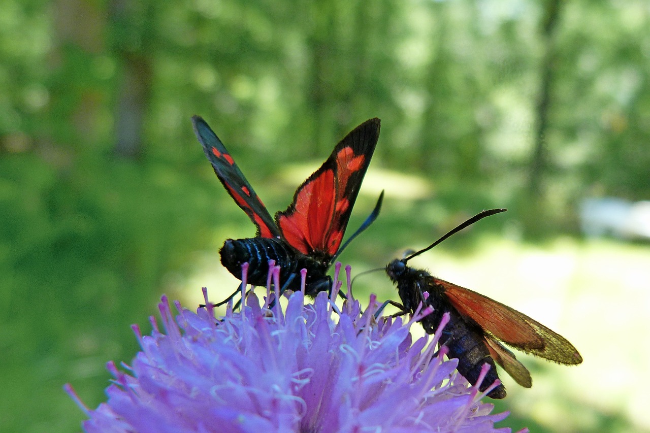 insects zygaena purpuralis butterflies free photo