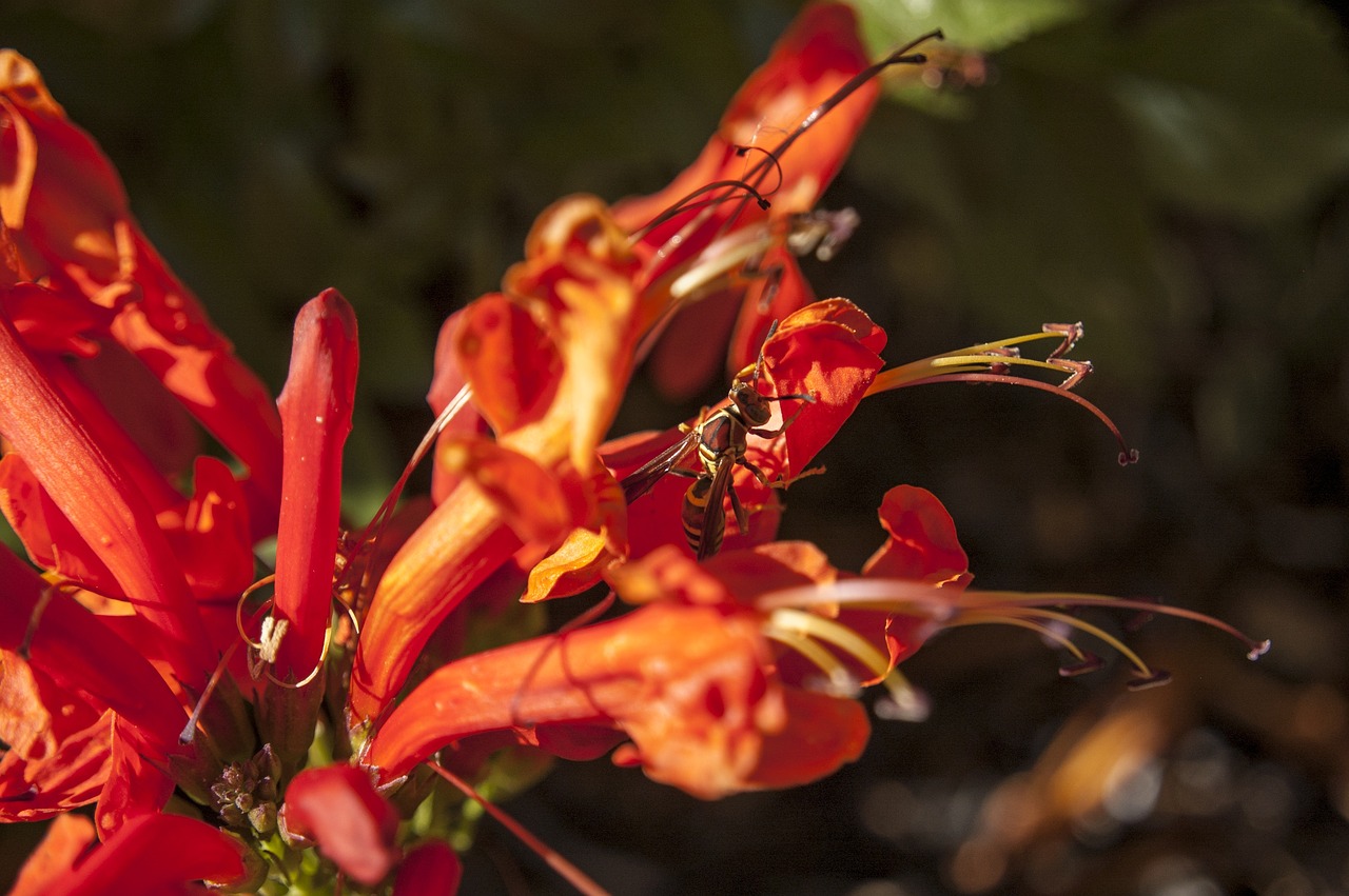 insects  nectar  bloom free photo