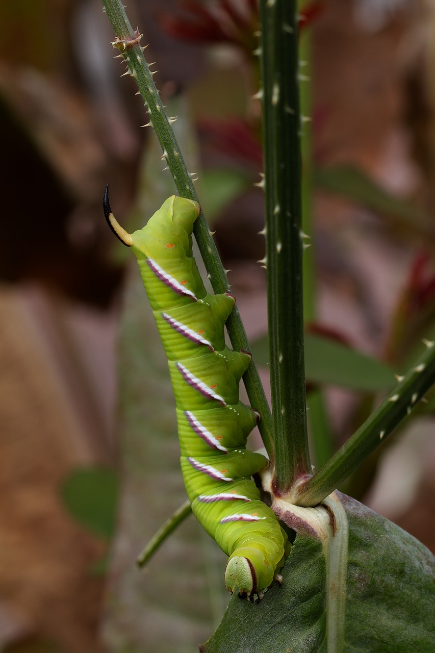 insects  caterpillars  sphinx ligustri free photo