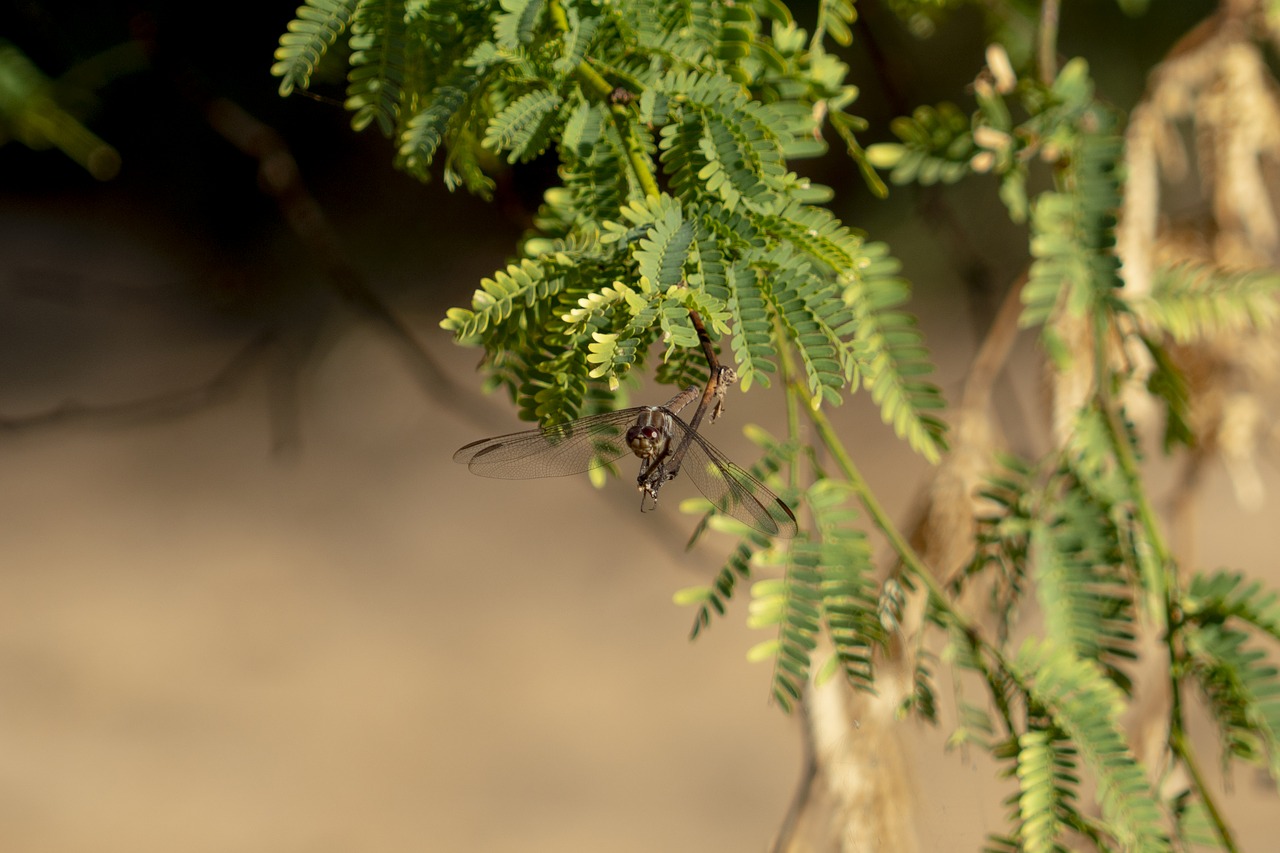 insects  dragonfly  nature free photo