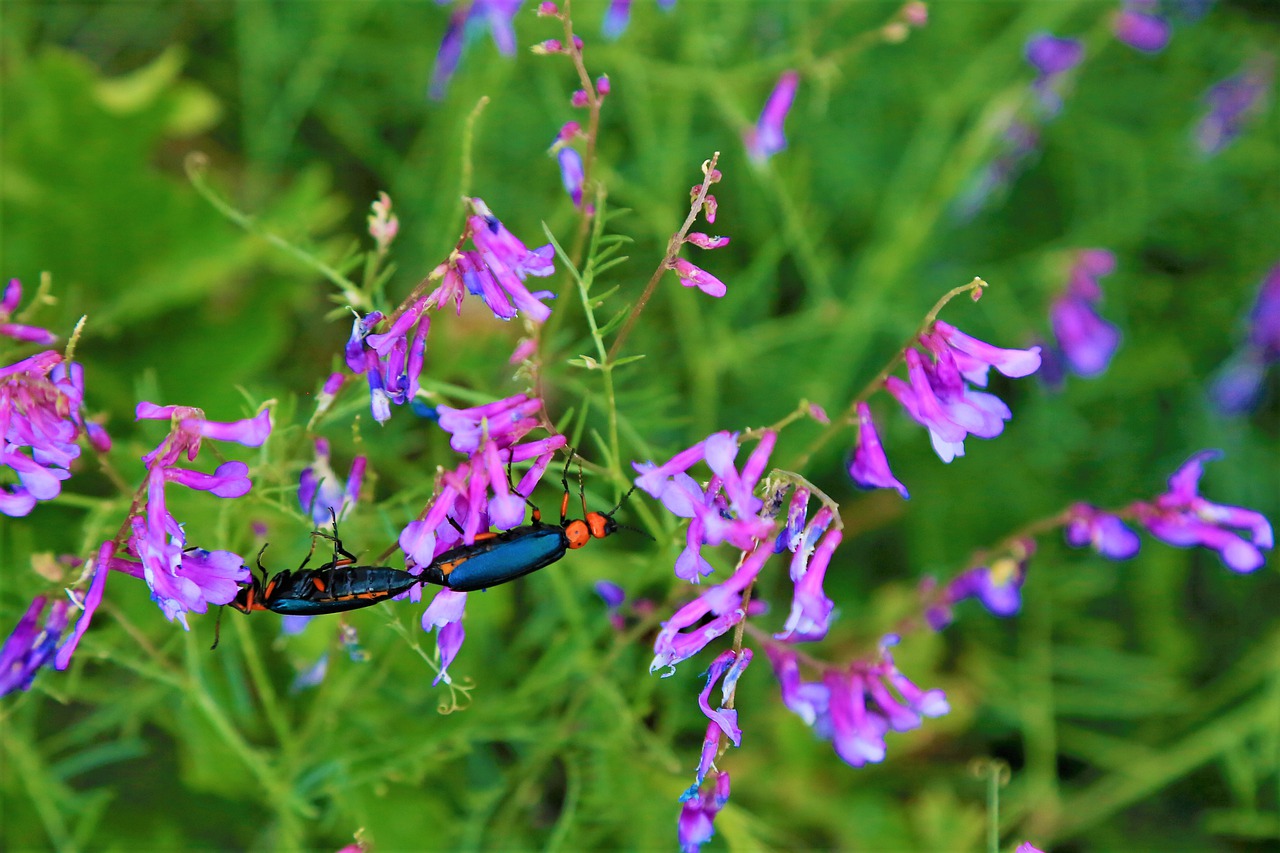 insects  nature  green free photo