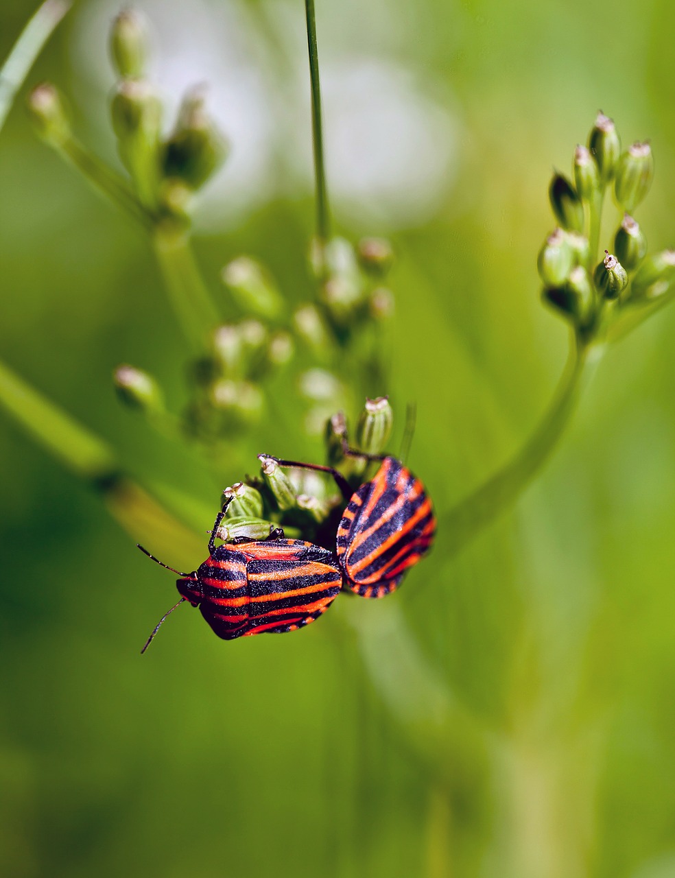 insects graphosoma baldaszówka free photo