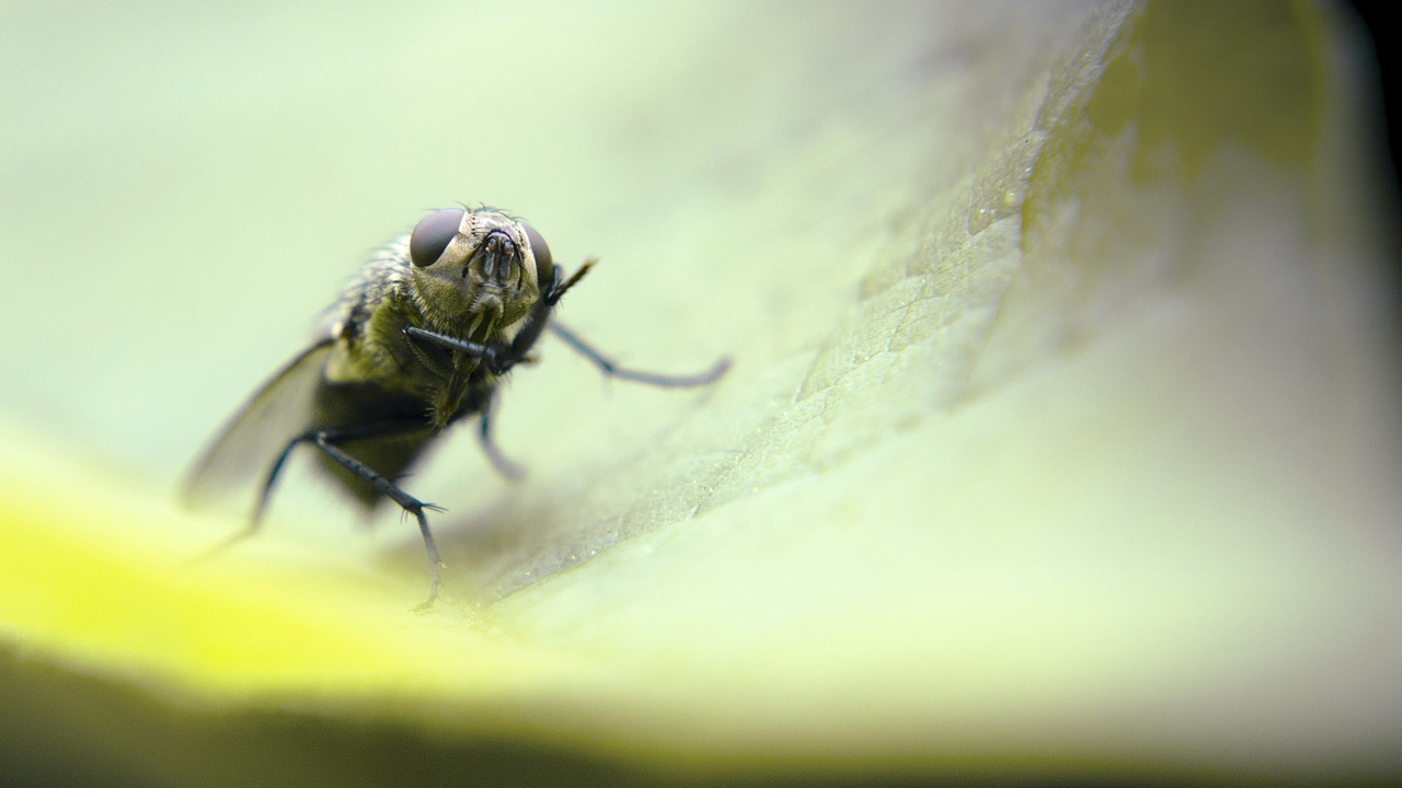 insects green be free photo