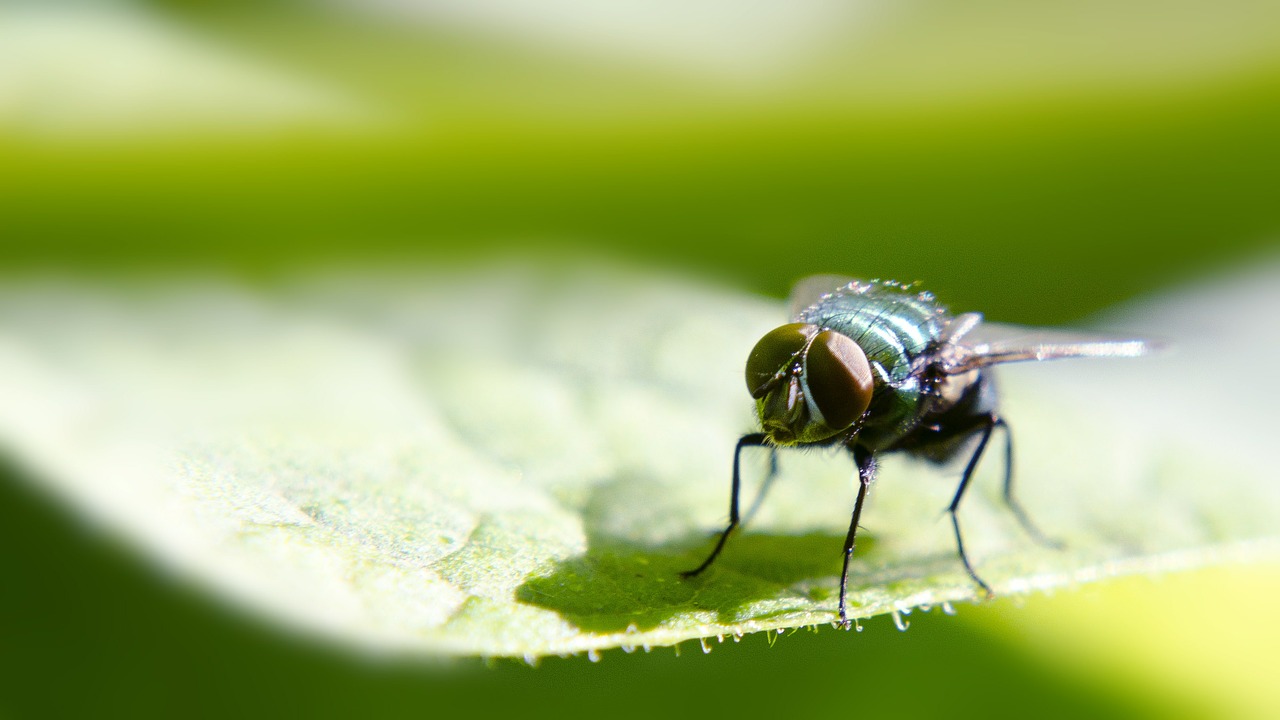 insects green be free photo