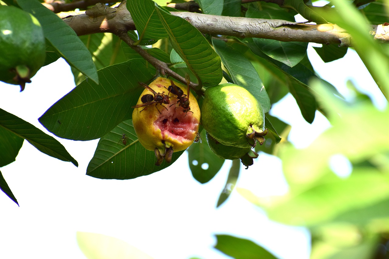 insects  eating  guava free photo