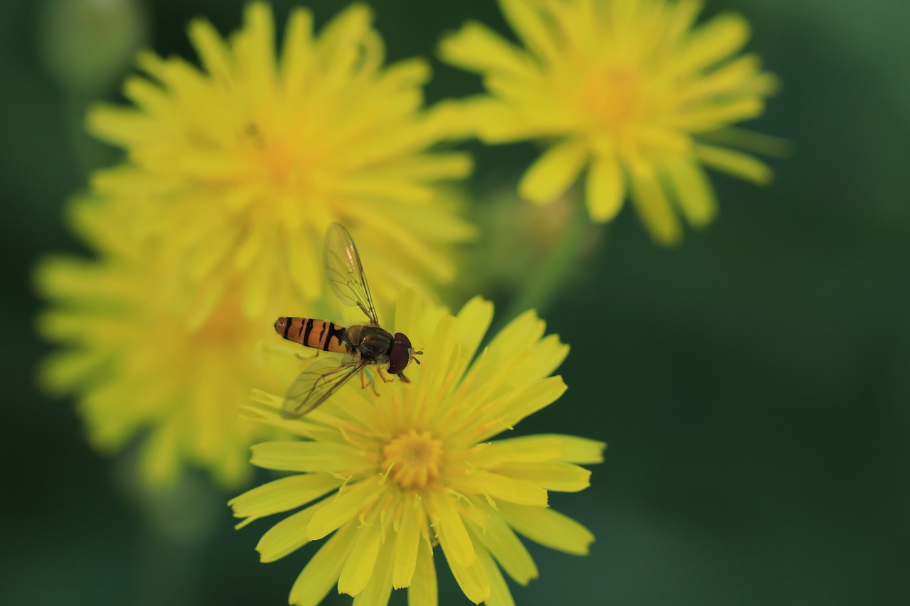 insects  animals  fly free photo