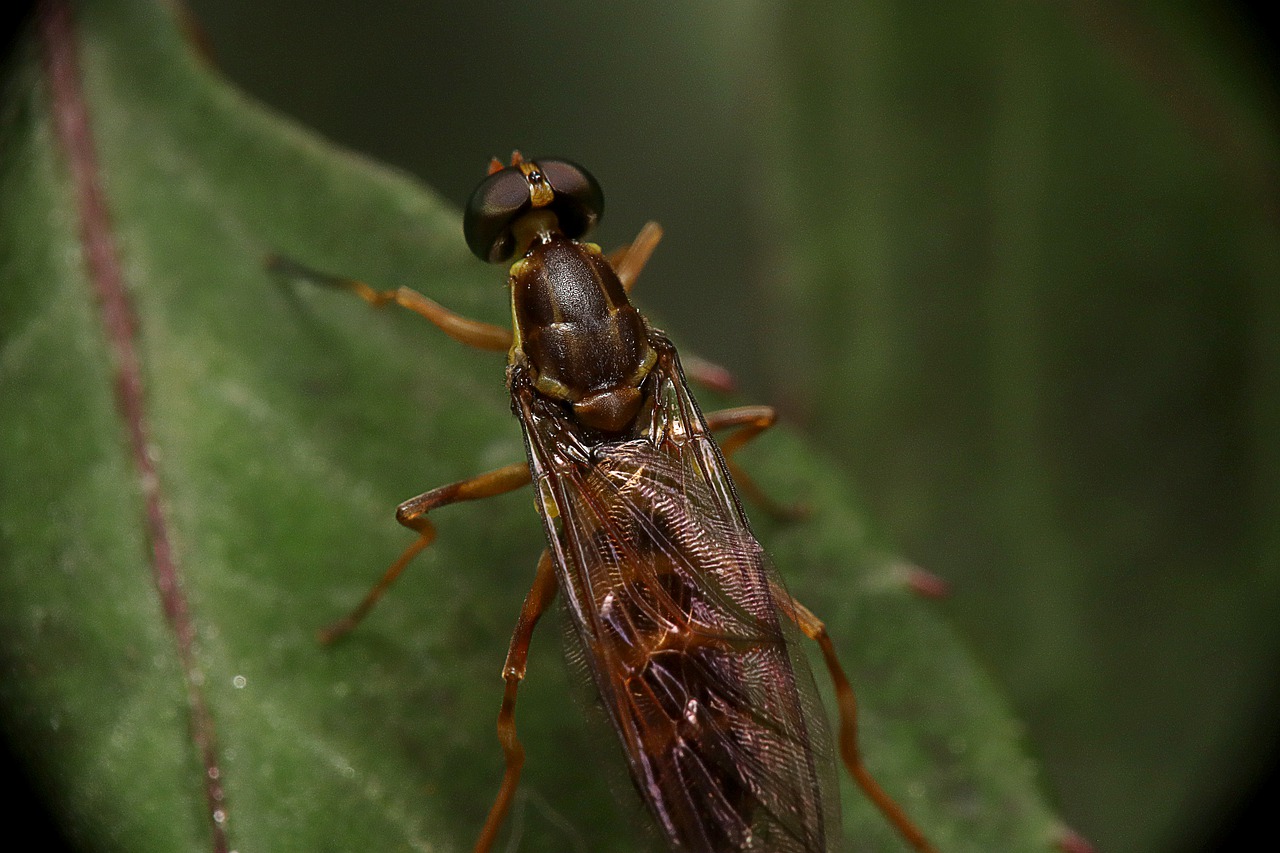 insects  wasp  wasp pollen free photo