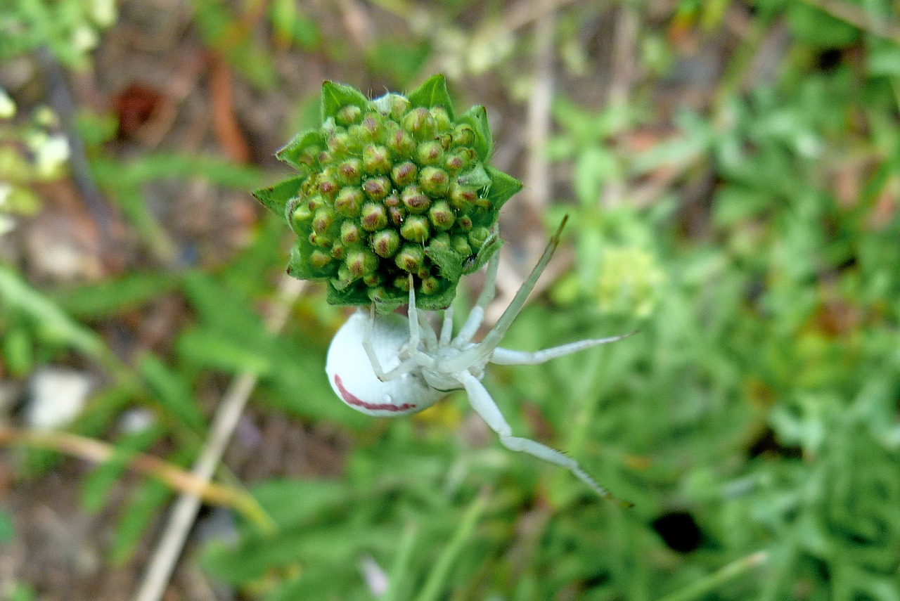 insects white spider macro free photo