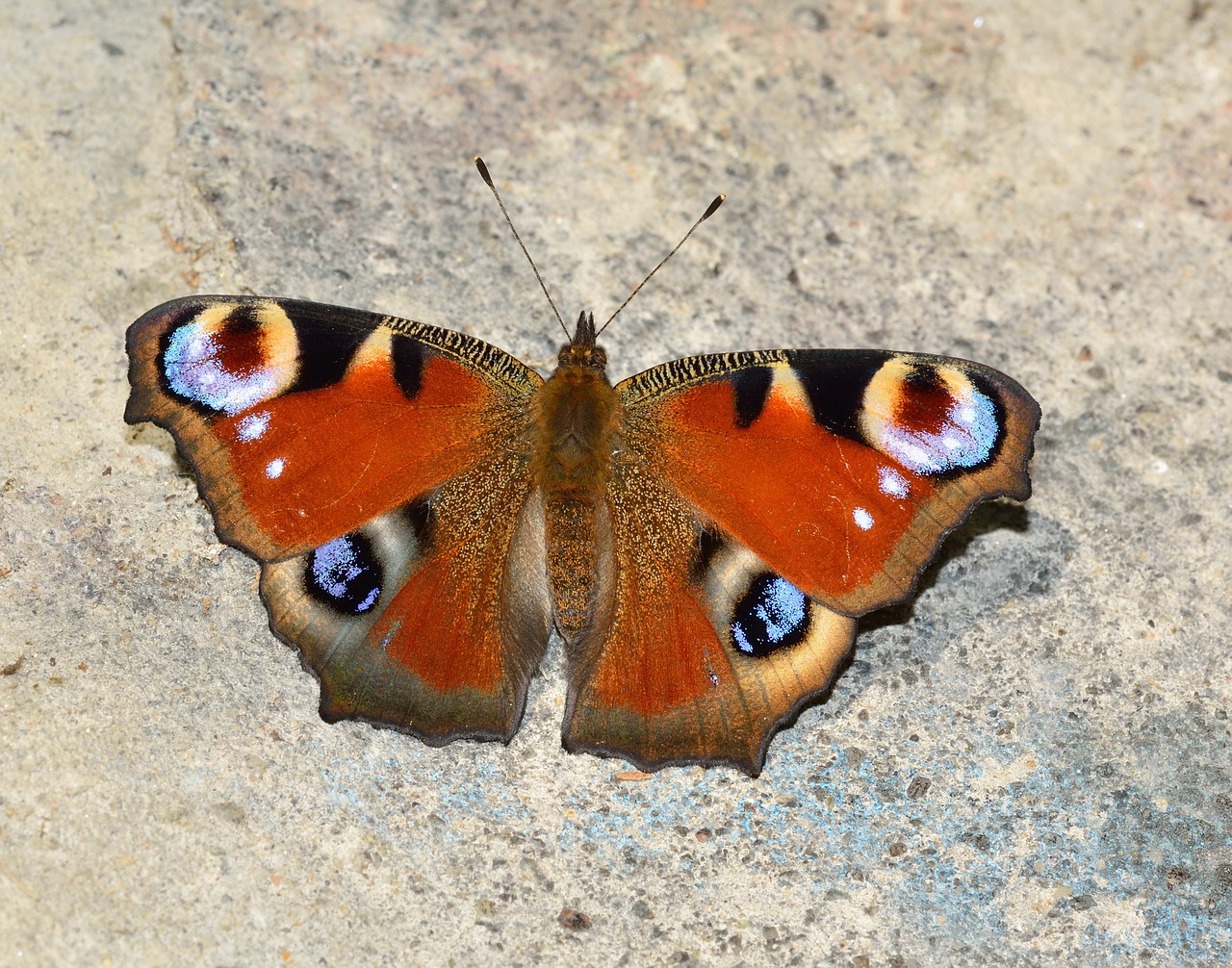 insects butterflies lepidoptera free photo