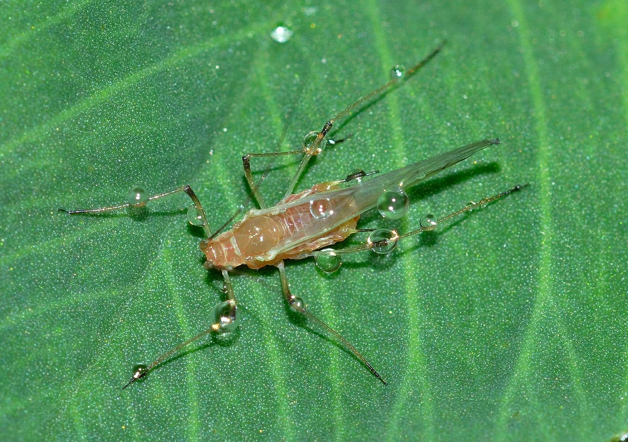 insects aphid hemiptera free photo