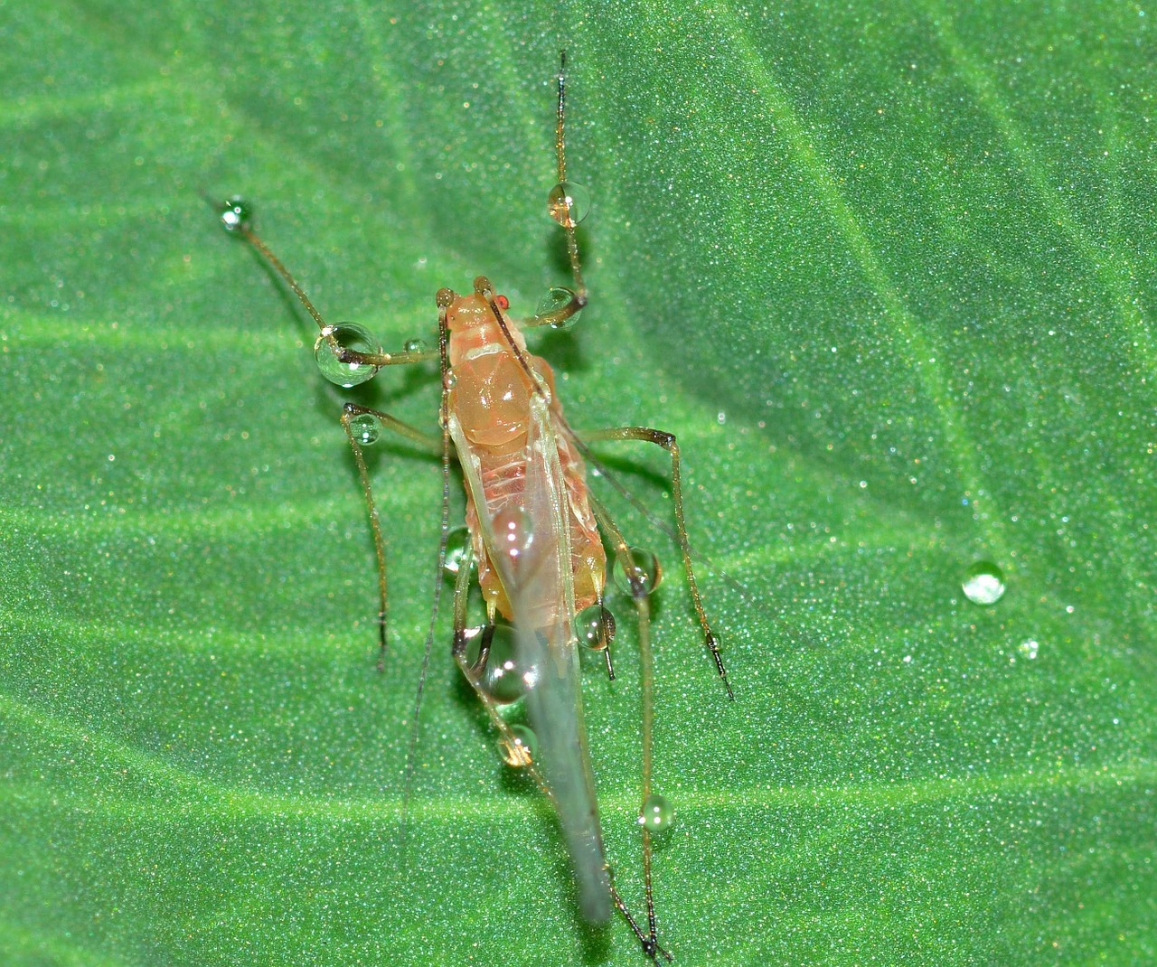 insects hemiptera aphid free photo