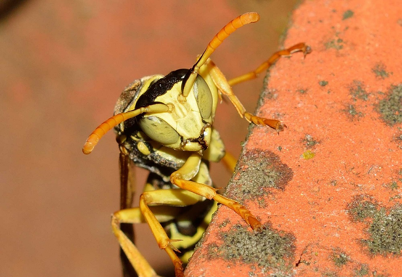 insects hymenoptera wasp free photo