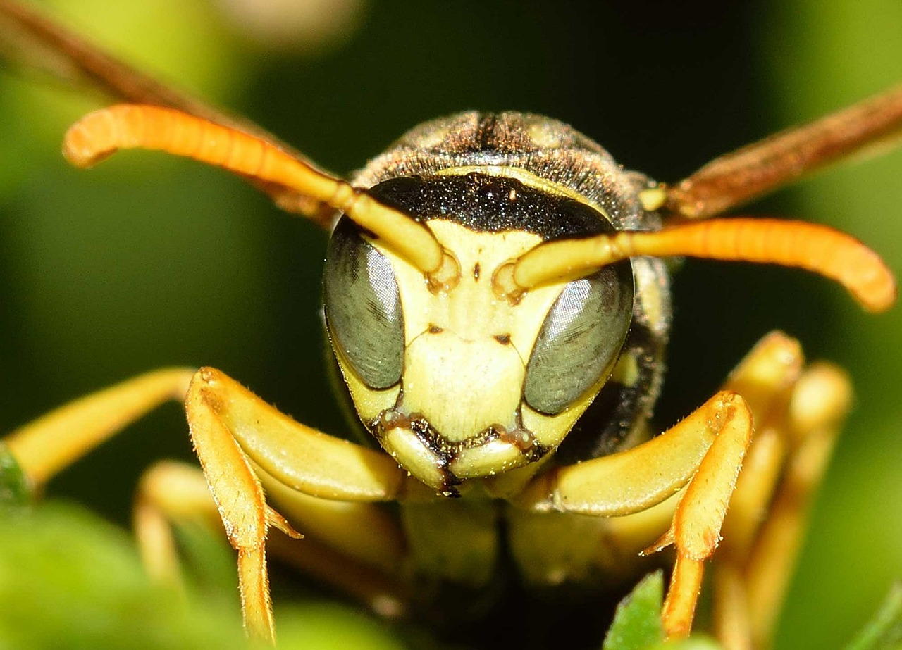 insects hymenoptera wasp free photo