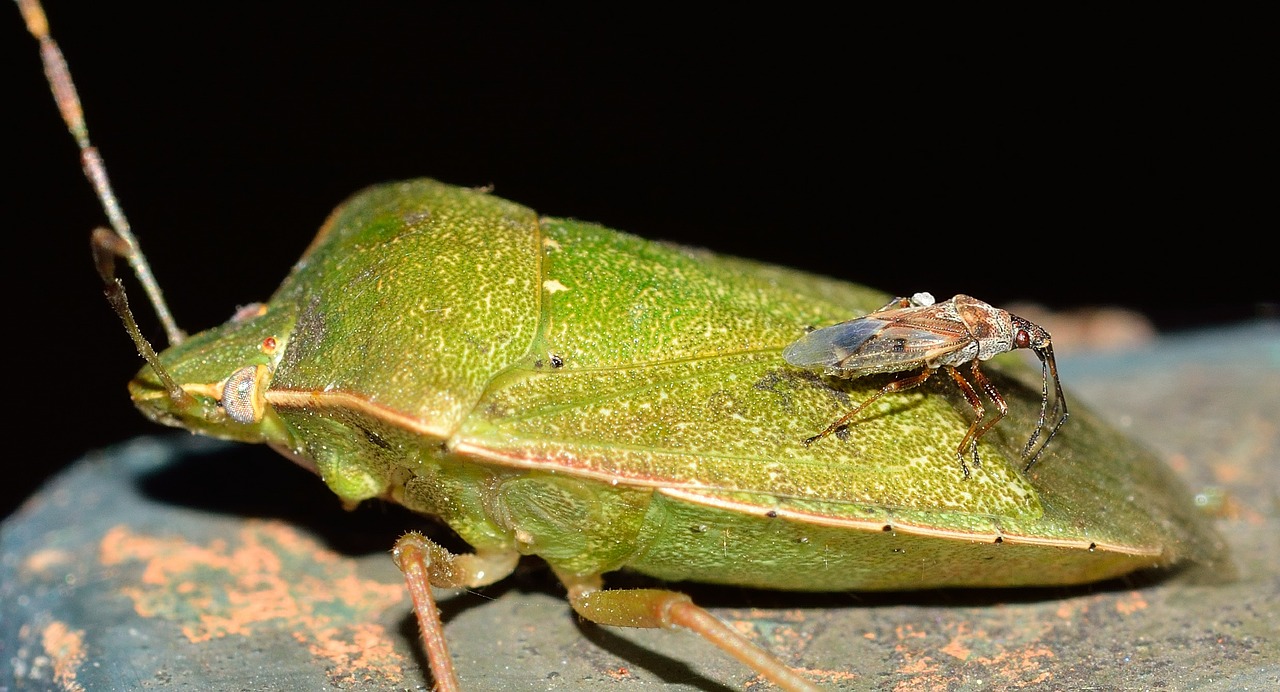 insects hemiptera bug free photo