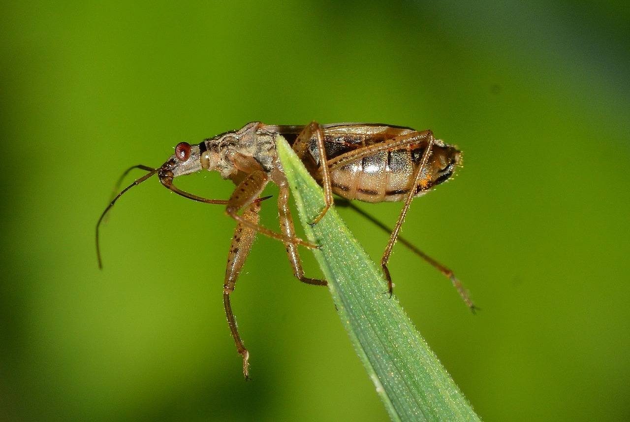 insects bug hemiptera free photo