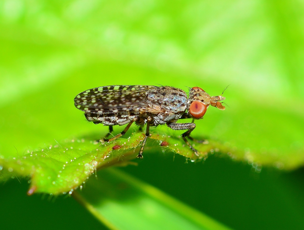 insects brine fly moscow free photo