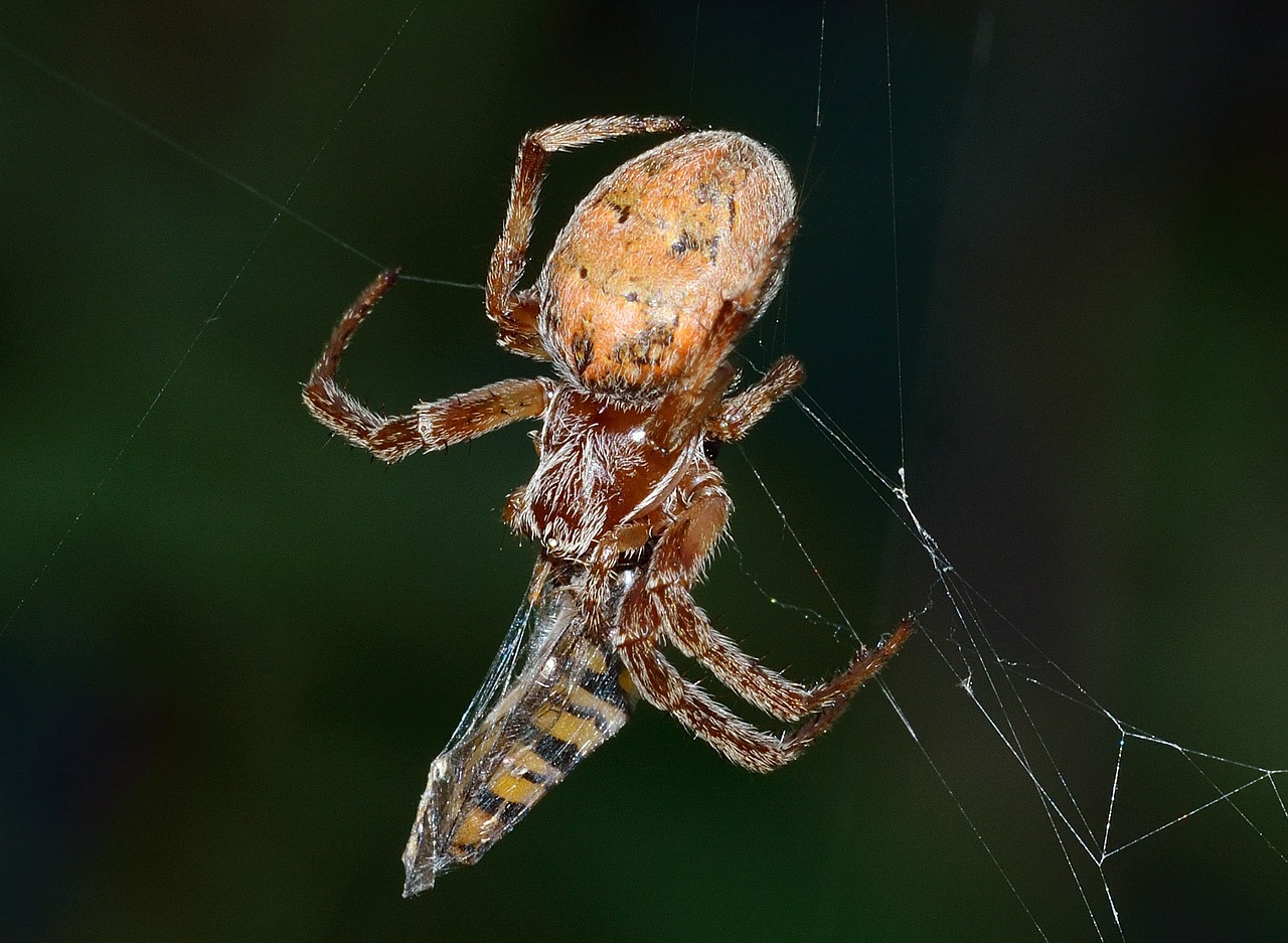 insects spider prey free photo