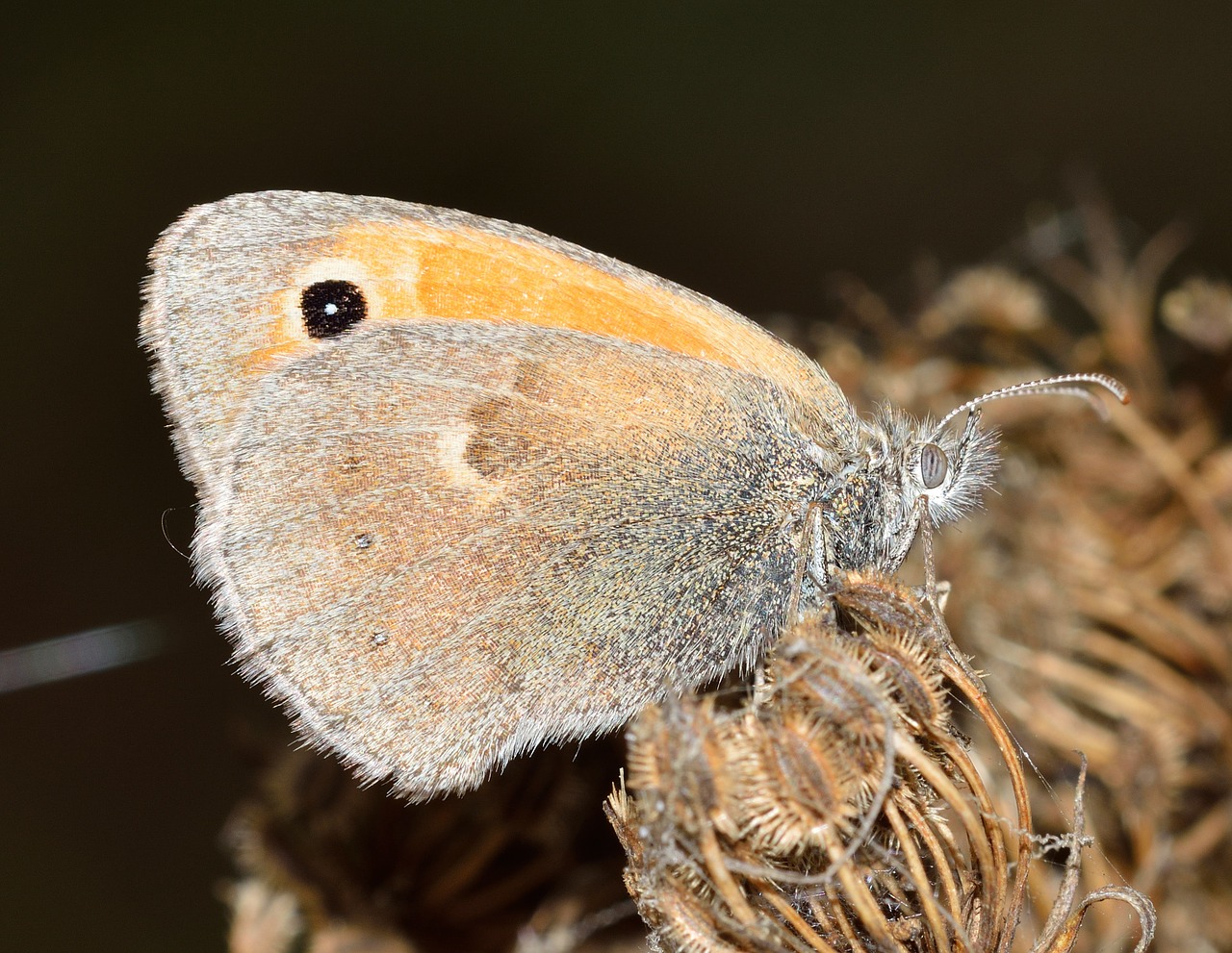 insects butterfly lepidoptera free photo