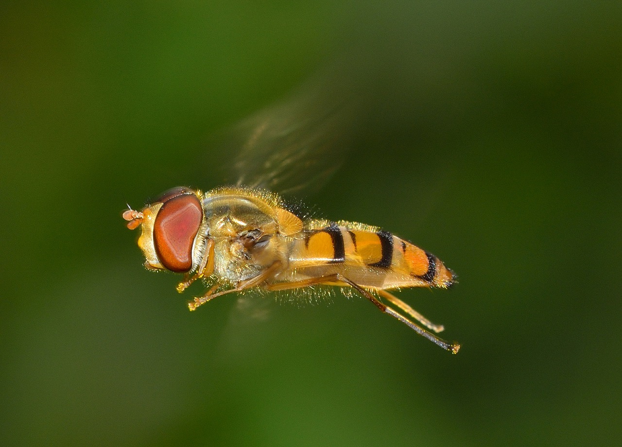 insects brine fly episyrphus free photo