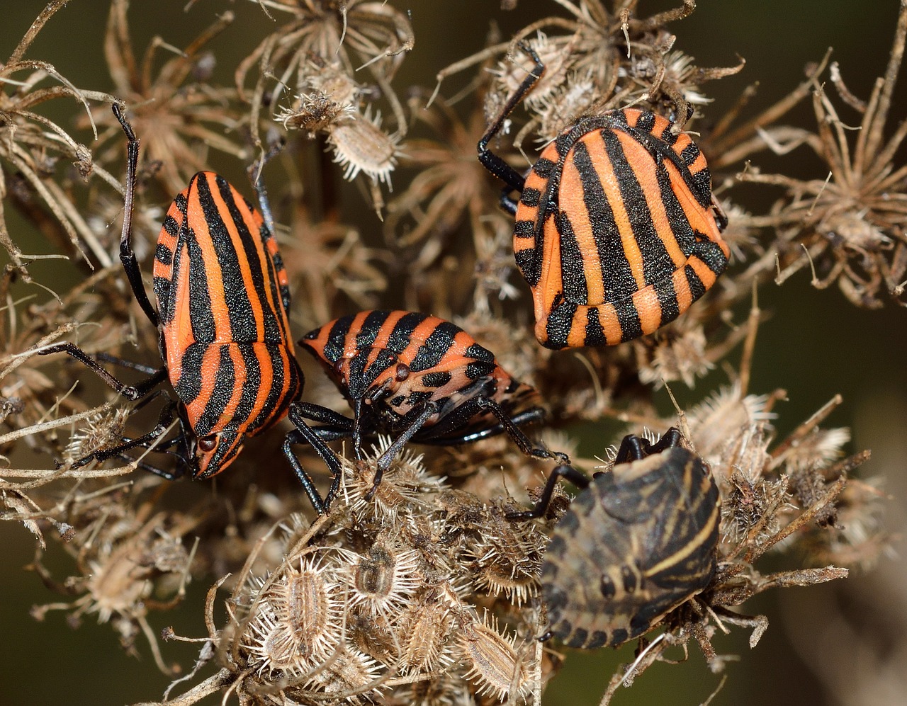 insects hemiptera bug free photo