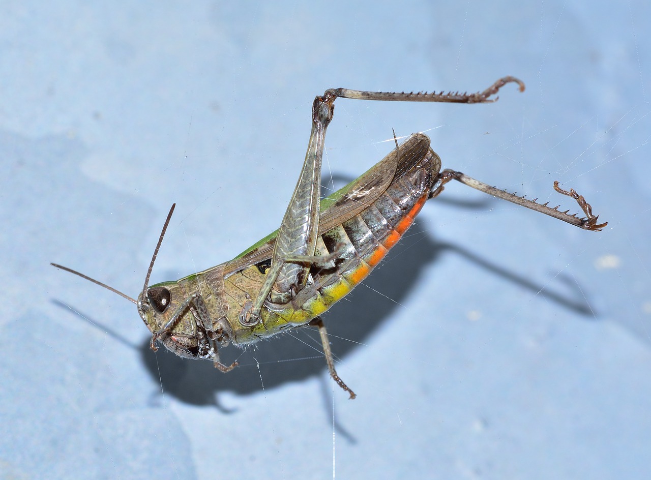 insects orthoptera grasshopper free photo