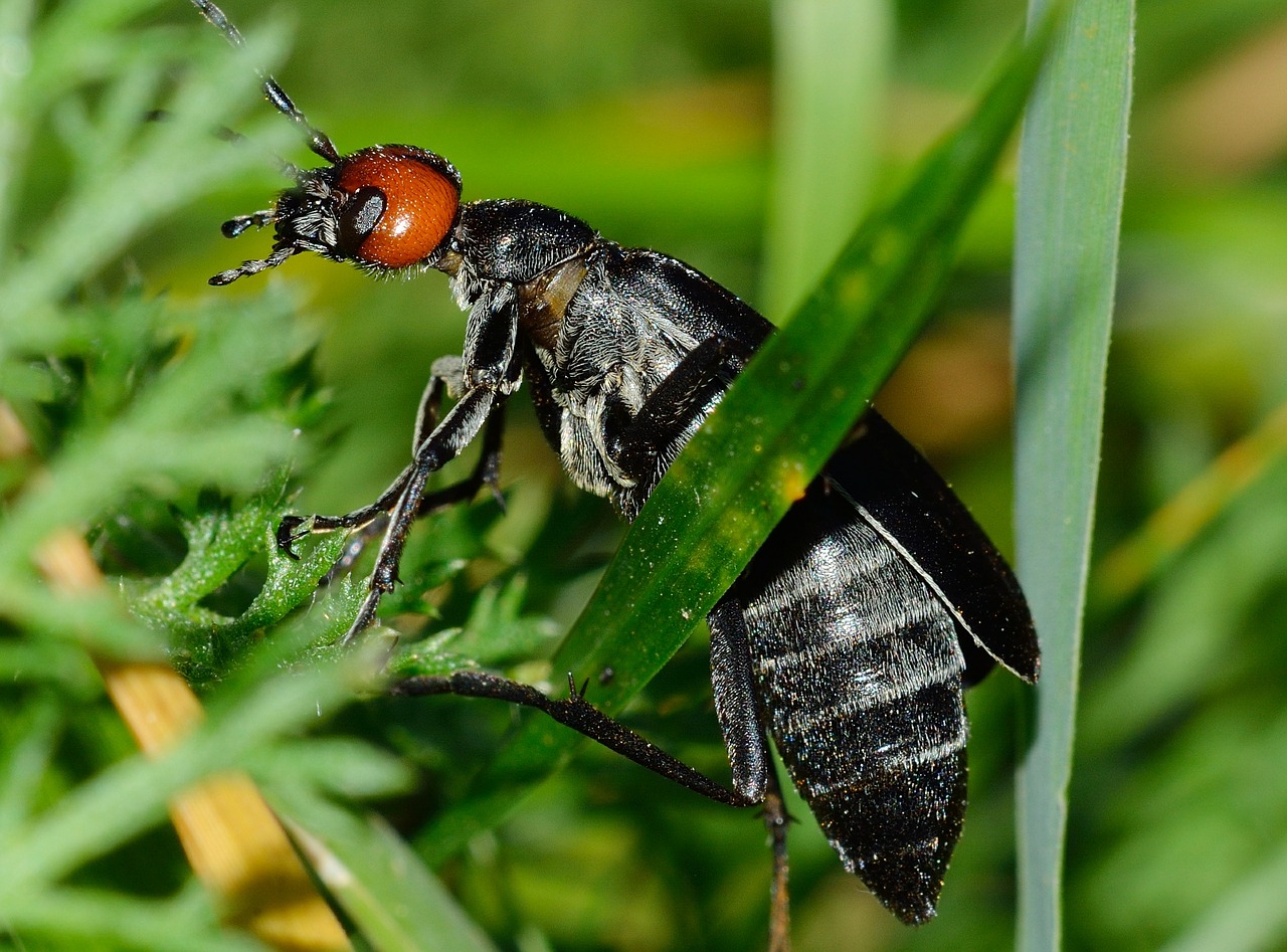 insects beetles nero free photo
