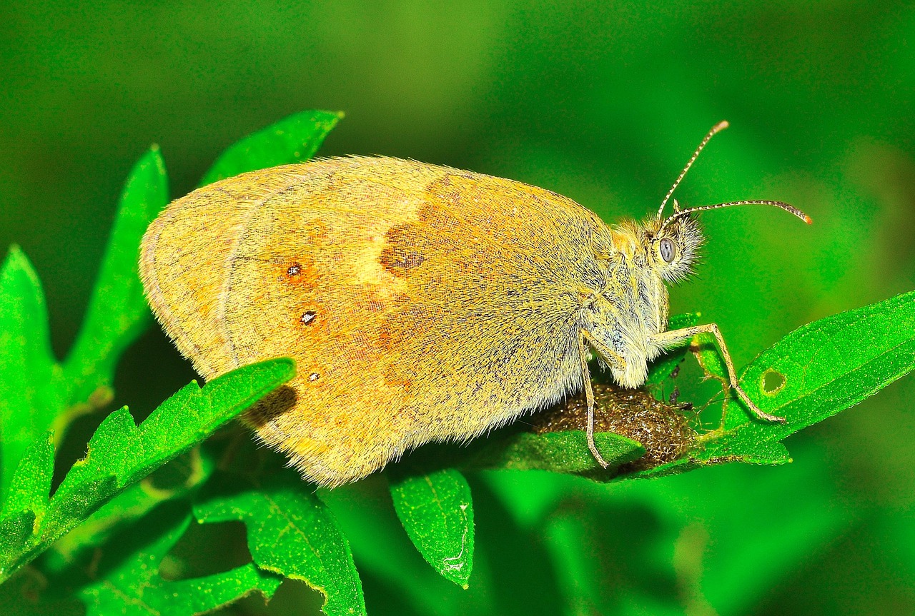 insects moth butterfly free photo