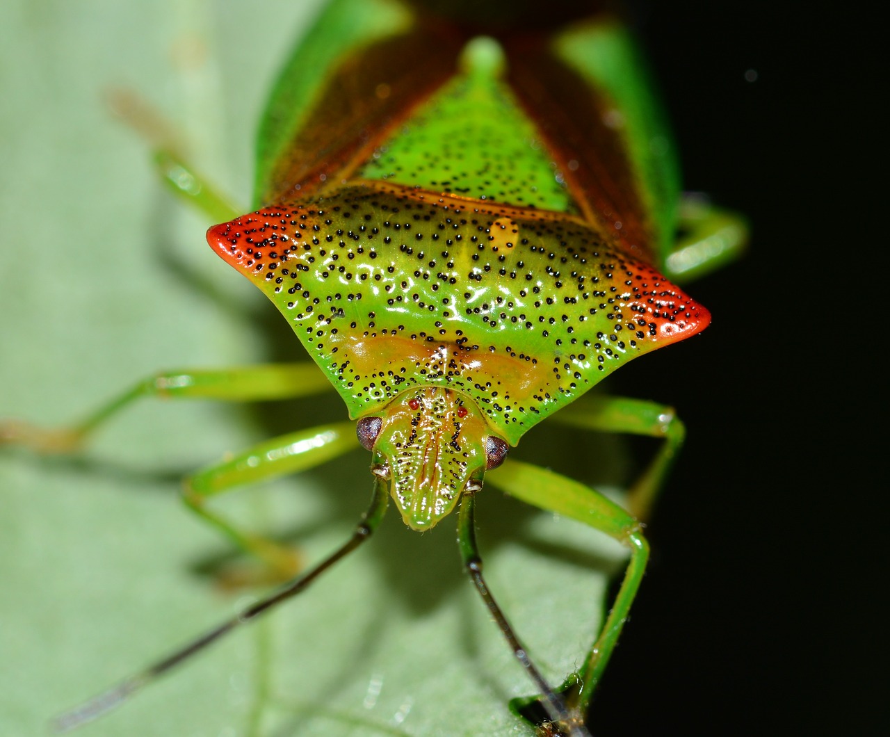 insects hemiptera bug free photo