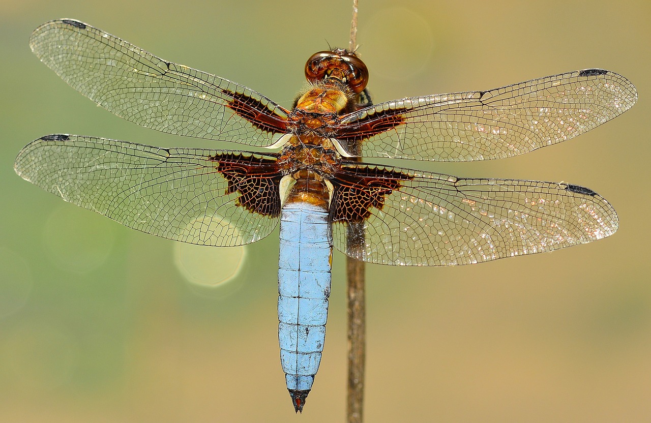 insects dragonfly depressa free photo