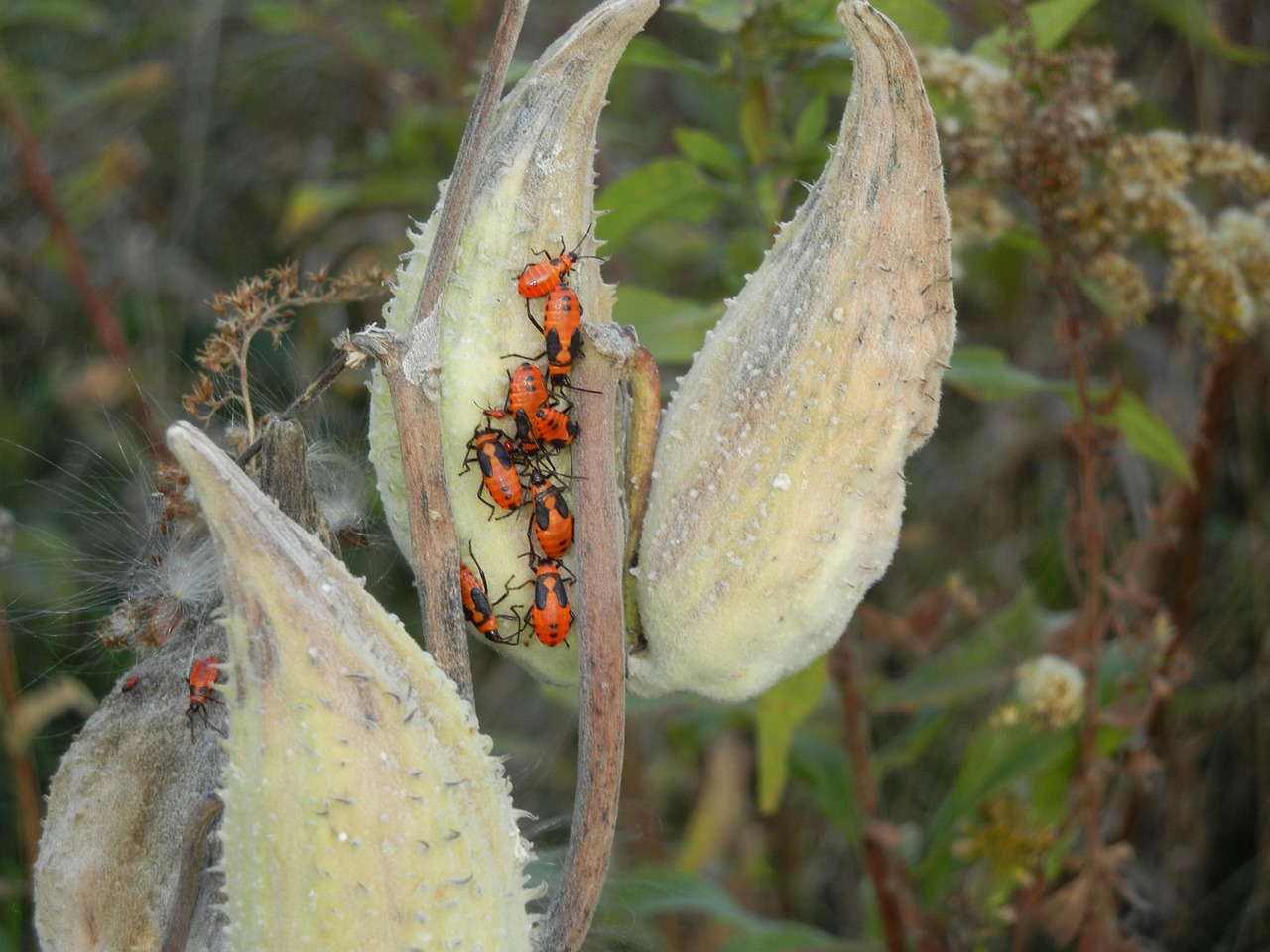 insects nature bug free photo