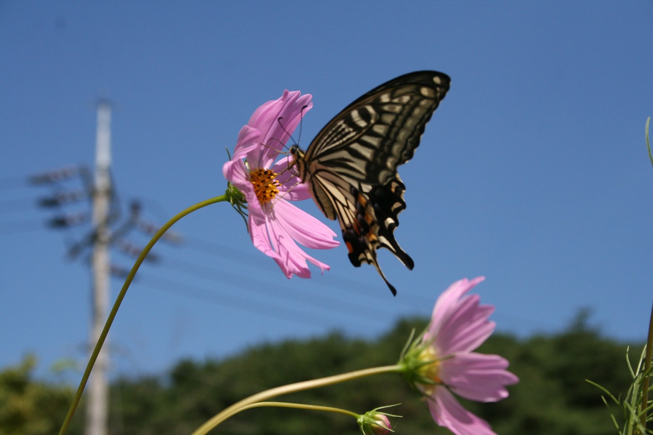 insects butterfly autumn free photo