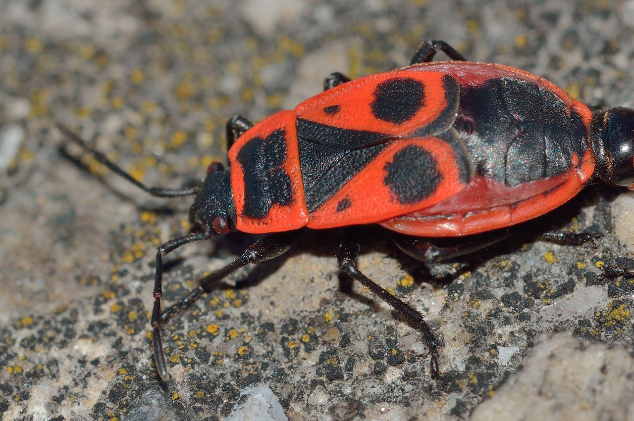 insects bedbugs pyrrhocoris free photo