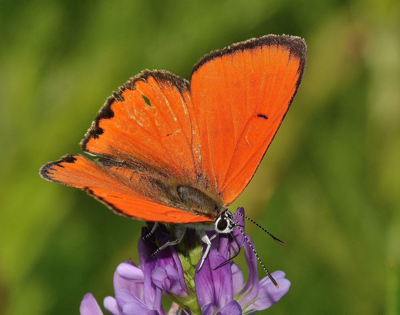 insects butterflies lycaena free photo
