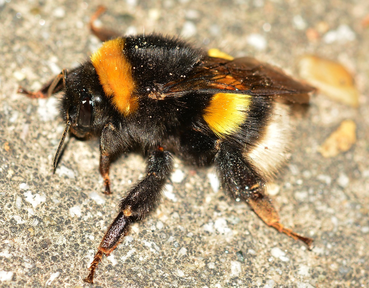 insects bee bombus free photo