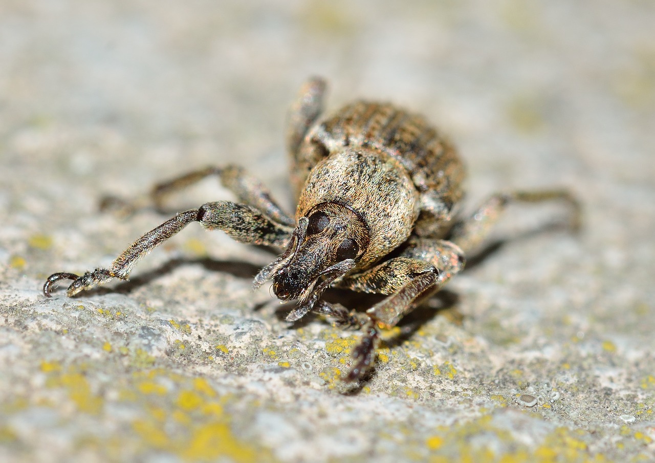 insects beetles weevil free photo