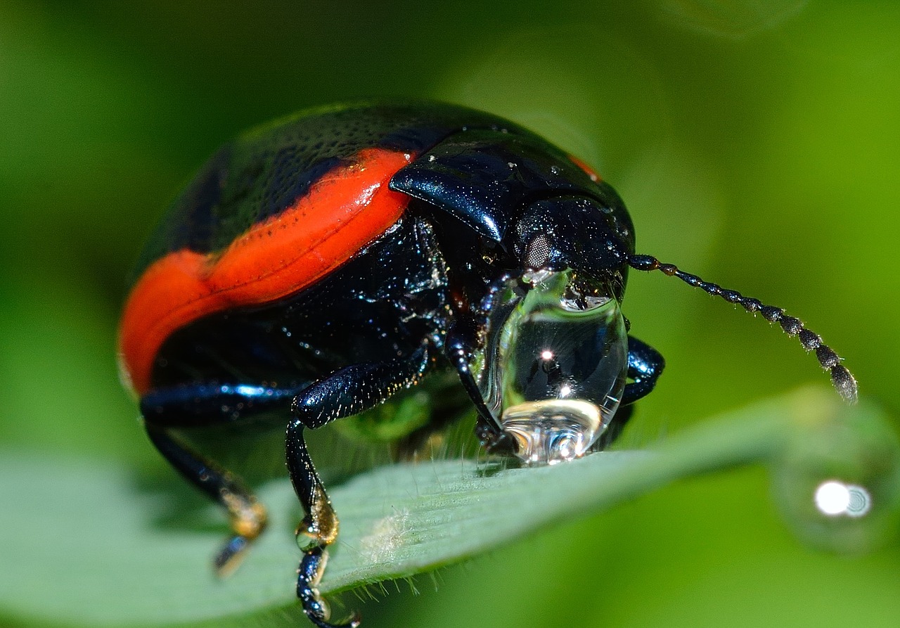 insects beetles chrysolina free photo