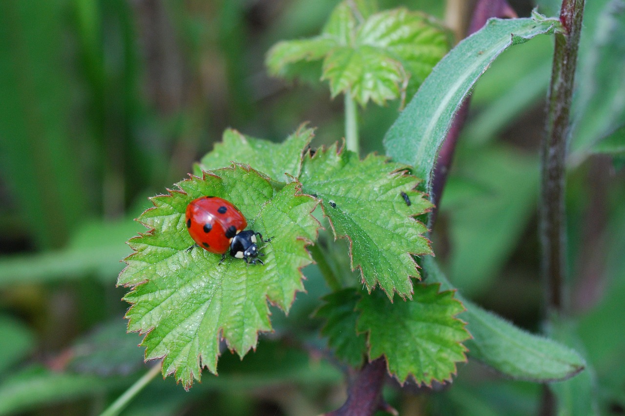 insects ladybug nature free photo