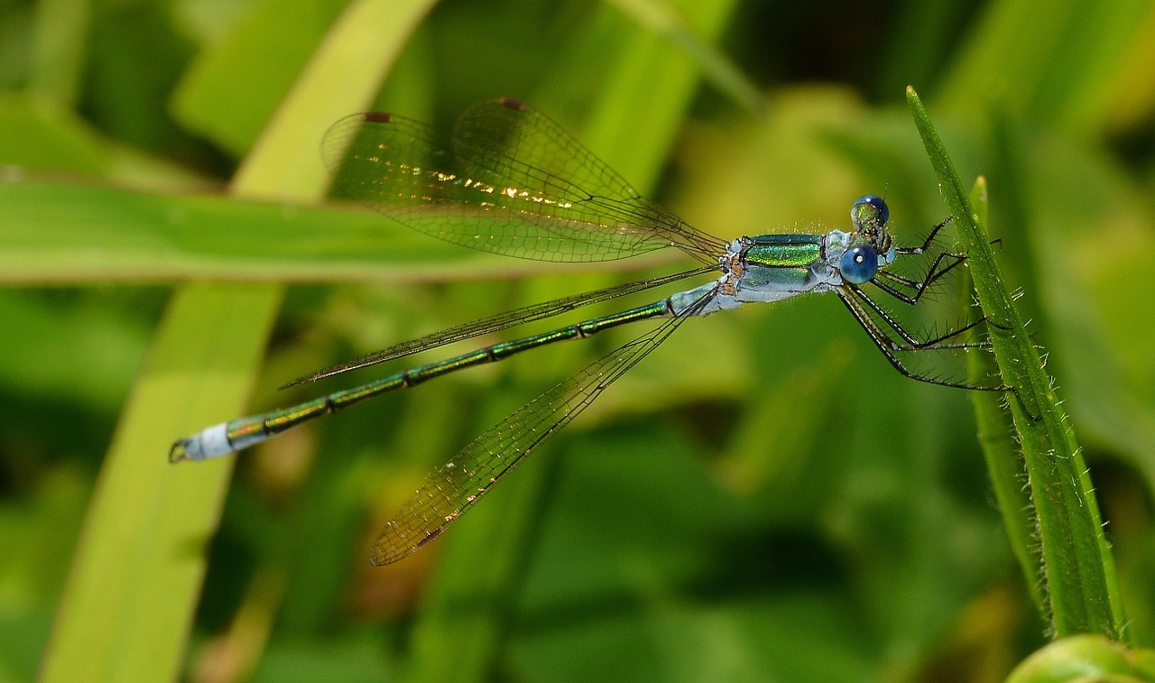 insects odonata lestes free photo