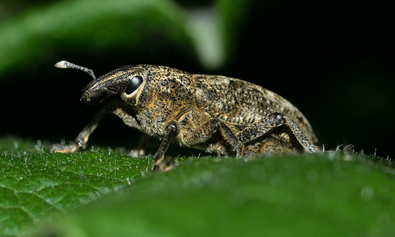 insects beetles weevil free photo