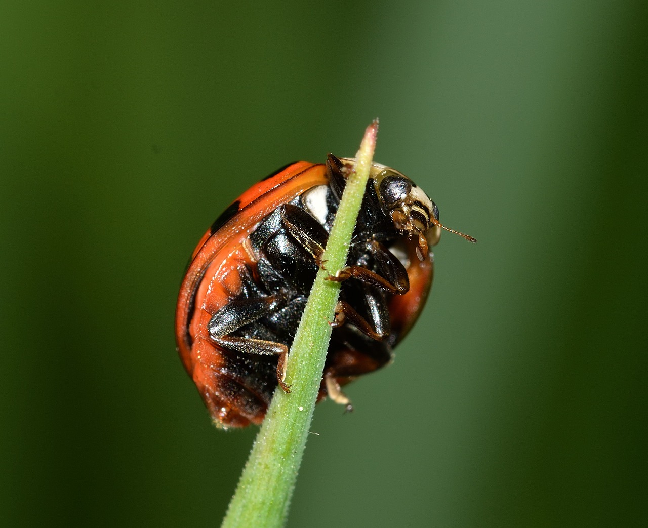 insects beetles ladybug free photo